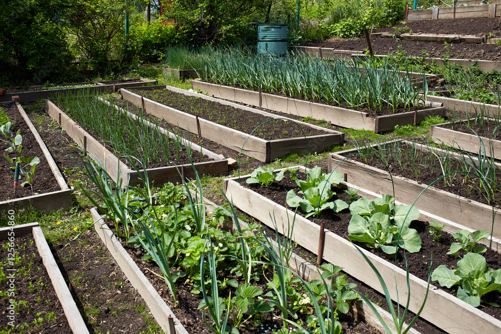 The garden has well-tended vegetable beds, where a variety of herbs, onions and leafy crops are grown, reflecting the spirit of spring gardening. The garden has well-tended vegetable beds, where a variety of herbs, onions and leafy crops are grown, reflecting the spirit of spring gardening.