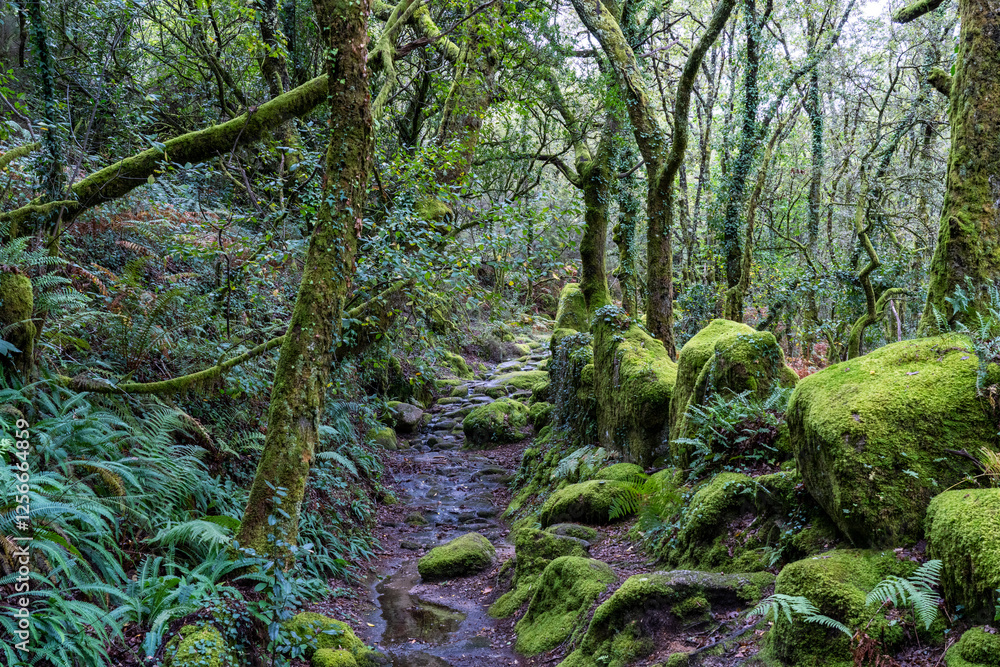 A Lush Forested Trail in The Peneda Geres National Park Portugal Forest A Lush Forested Trail in The Peneda Geres National Park Portugal Forest