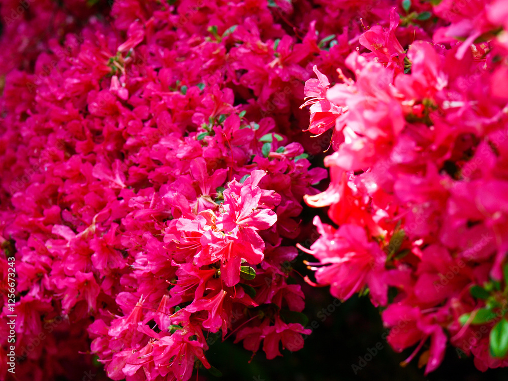 botanical island with flowers and natural park botanical island with flowers and natural park