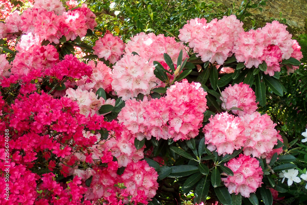botanical island with flowers and natural park botanical island with flowers and natural park