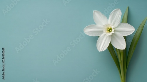 Elegant white flower close-up on soft blue background nature photography minimalist design aesthetic appeal
