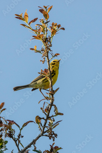 A vibrant yellow Prairie Warbler foraging for insects in a live oak tree photo