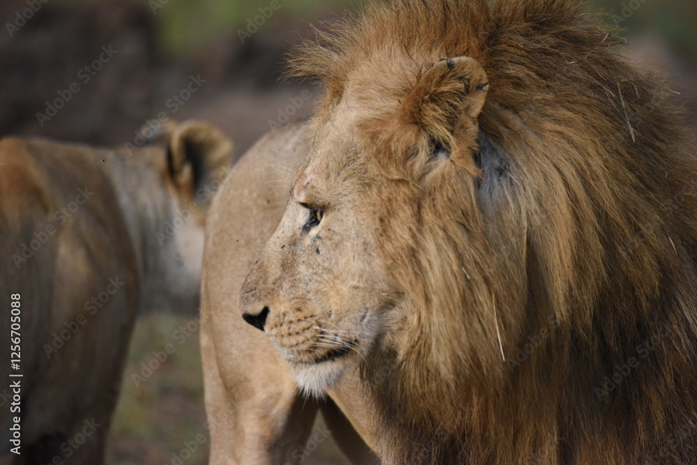 Fototapeta premium male lion in the wild