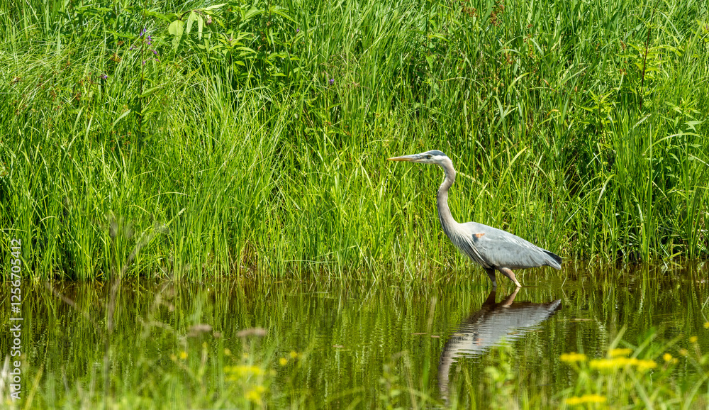 Obraz premium great blue heron fishing on river