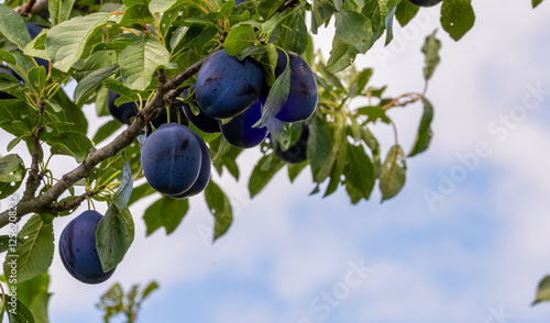 purple plumb tree in orchard 