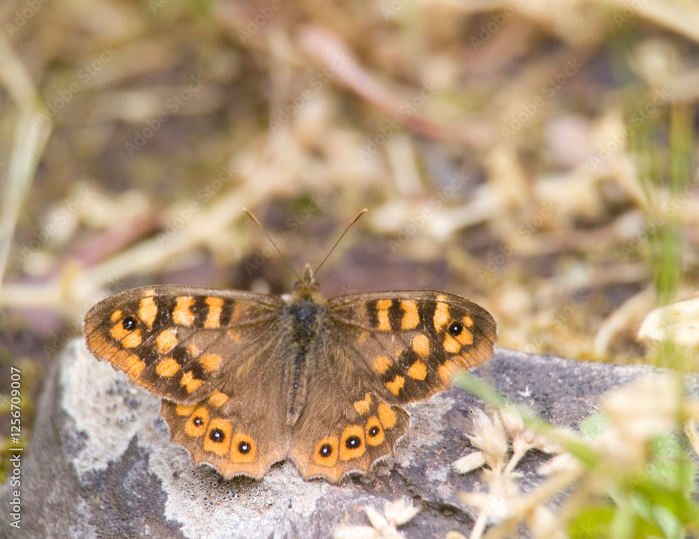 Speckled Wood butterfly, Pararge aegeria
