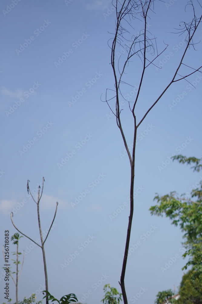 Blue sky during the day with dry tree trunks and tree leaves Blue sky during the day with dry tree trunks and tree leaves