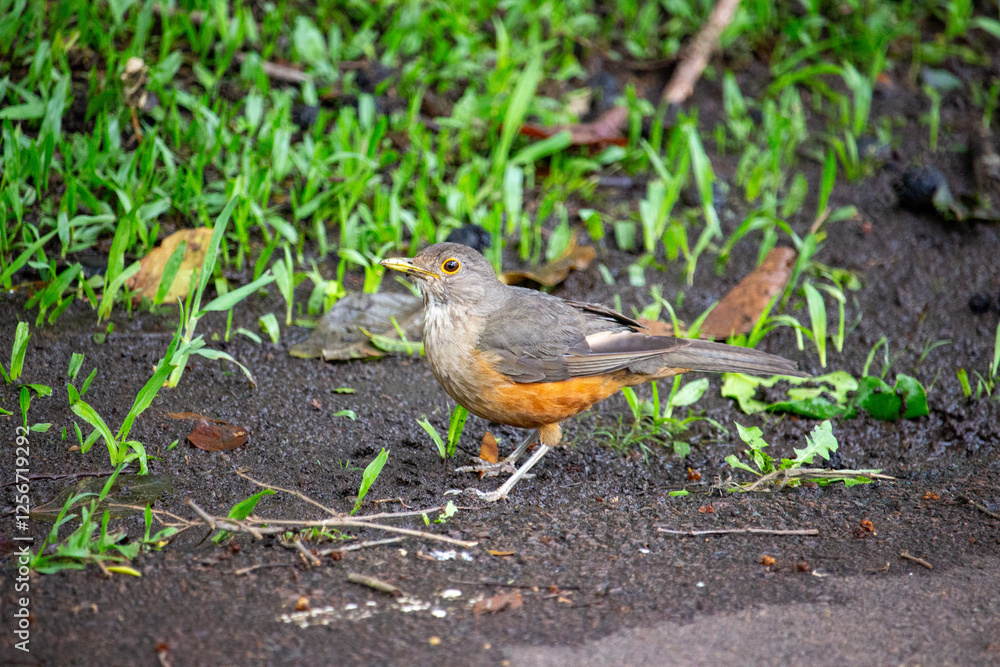 Fototapeta premium Sabiá-laranjeira. Ave