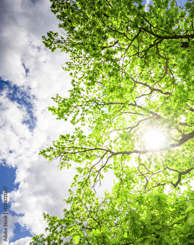 Fototapeta premium Tree with leaves is in the sun