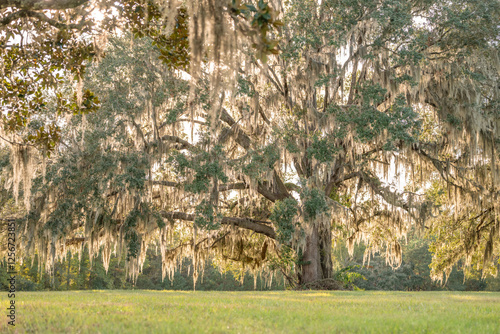 Spanish moss covered live oak tree, gloving in the sunlight, large beautiful old tree.  photo