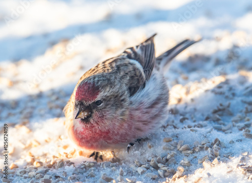 Common redpoll in the snow photo