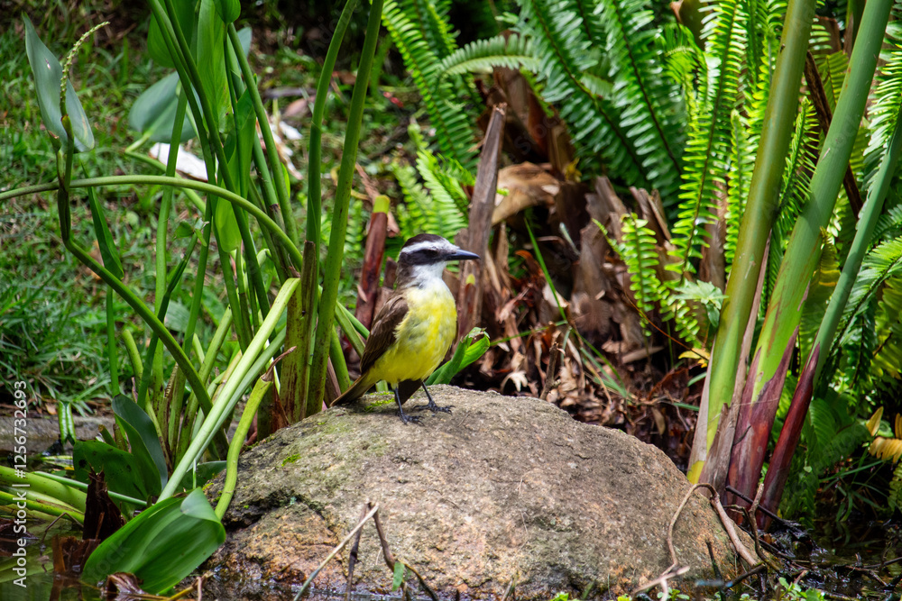 Bem-te-vi (Pitangus sulphuratus). Ave. Bem-te-vi (Pitangus sulphuratus). Ave.