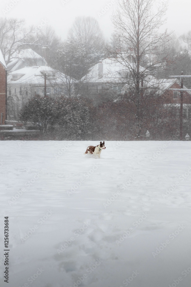 Dog Running Around in the Snow
