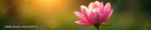 A delicate pink flower unfolding its petals in the morning light, blooming, morning light, botanical