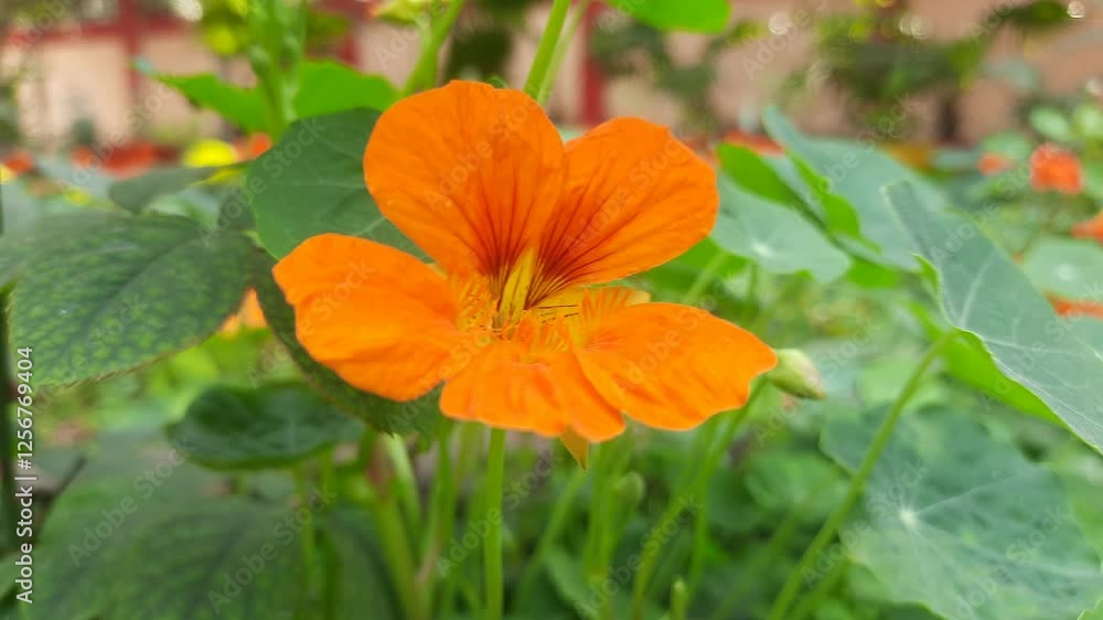 Tropaeolum majus flower in the garden. It is a species of flowering plant in the Tropaeolaceae family. Its other names are garden nasturtium, nasturtium, Indian cress, and monk cress. Tropaeolum majus flower in the garden. It is a species of flowering plant in the Tropaeolaceae family. Its other names are garden nasturtium, nasturtium, Indian cress, and monk cress.