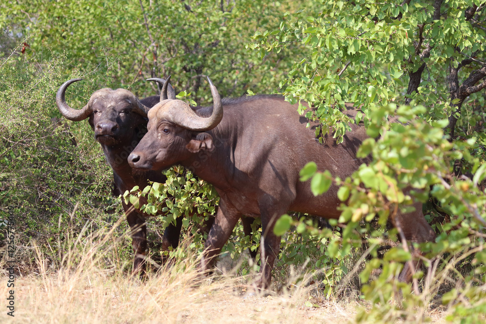 Fototapeta premium Kaffernbüffel / African buffalo / Syncerus caffer