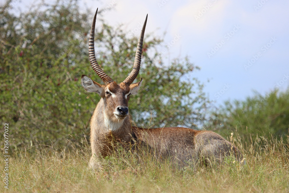 Obraz premium Wasserbock / Waterbuck / Kobus ellipsiprymnus