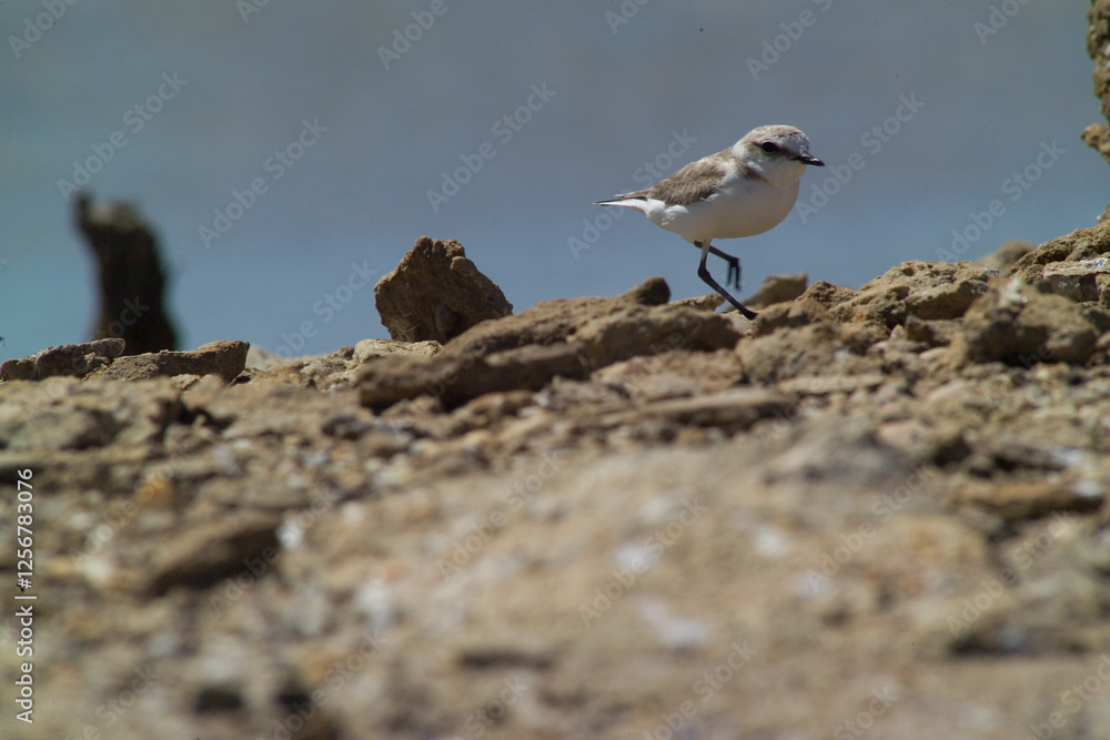 The Kentish plover is a small wader of the family Charadriidae that breeds on the shores of saline lakes. Sardinia, Italy The Kentish plover is a small wader of the family Charadriidae that breeds on the shores of saline lakes. Sardinia, Italy
