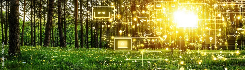 Obraz premium Sunny forest meadow, digital network overlay. Eco-technology concept