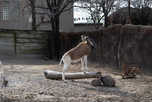 Beautiful African Addox at the st louis zoo photo