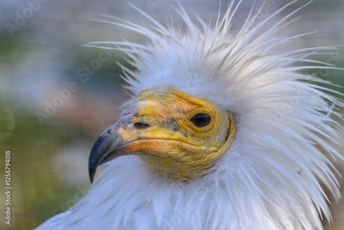 Portrait of scavenger vulture bird outdoors.
 photo