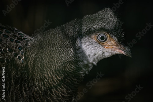 Pheasant peacock portrait outdoors with dark background.

