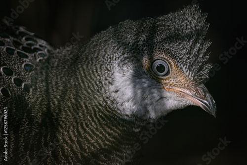 Pheasant peacock portrait outdoors with dark background.
