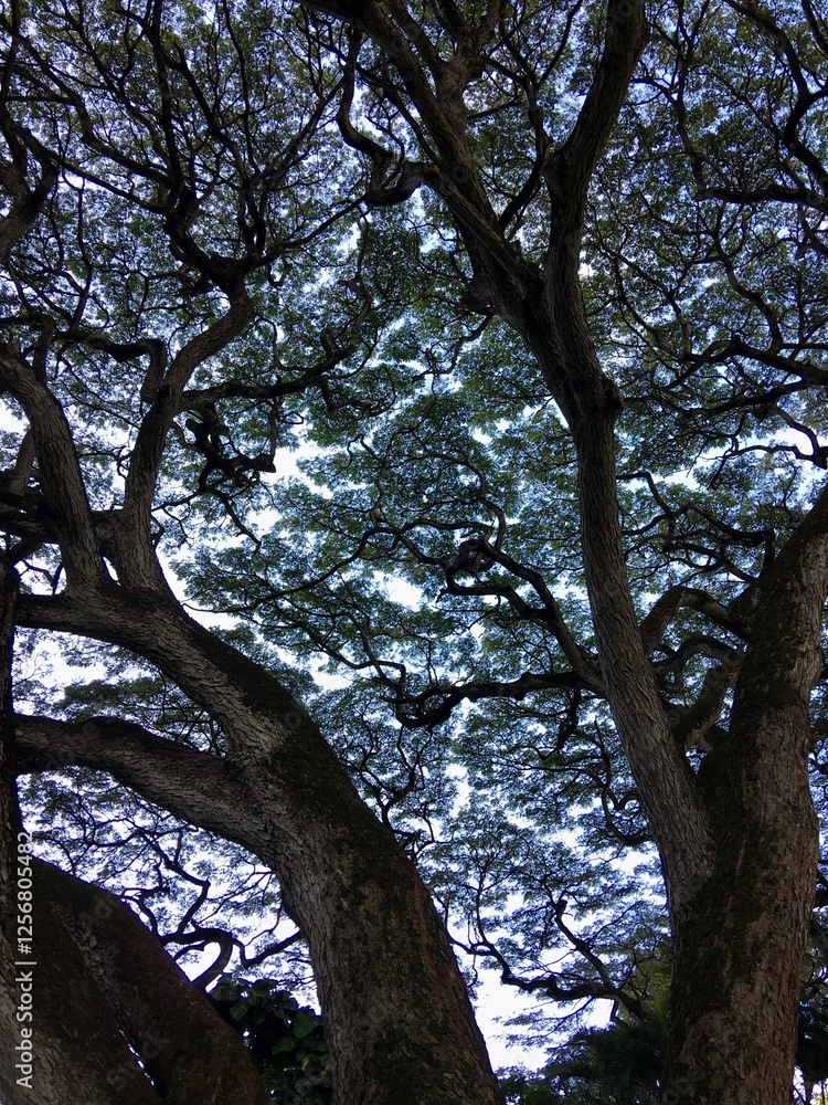 Light on tree leaves and branches Light on tree leaves and branches