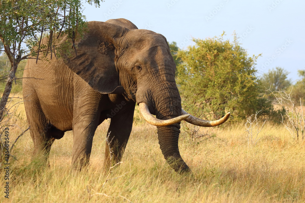 Fototapeta premium Afrikanischer Elefant / African elephant / Loxodonta africana..
