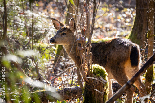 Baby Black-tailed deer fawn walking behind some trees at Oaks Bottom Wildlife Refuge in Portland Oregon