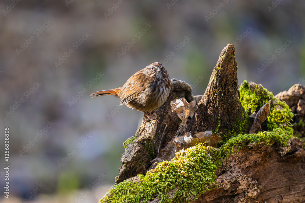 Obraz premium A Song Sparrow perched on a tree stump in Oaks Bottom Wildlife Refuge in Portland Oregon