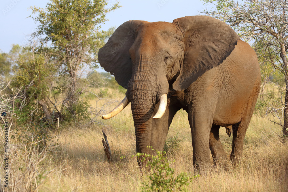 Obraz premium Afrikanischer Elefant / African elephant / Loxodonta africana..