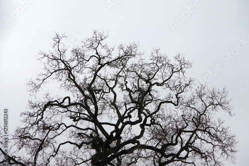 Wallpaper Mural Bare trees under gray foggy winter sky Torontodigital.ca