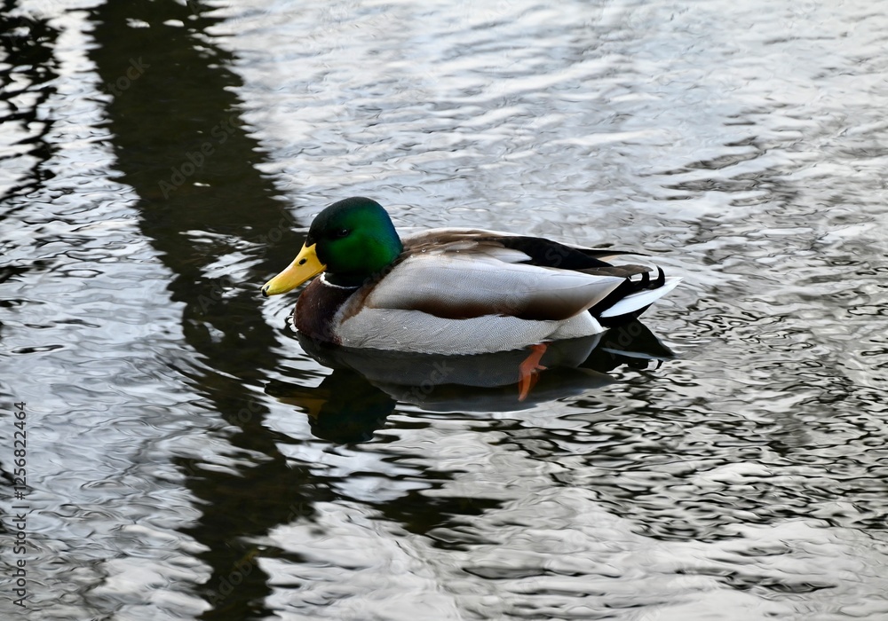Obraz premium duck on the water