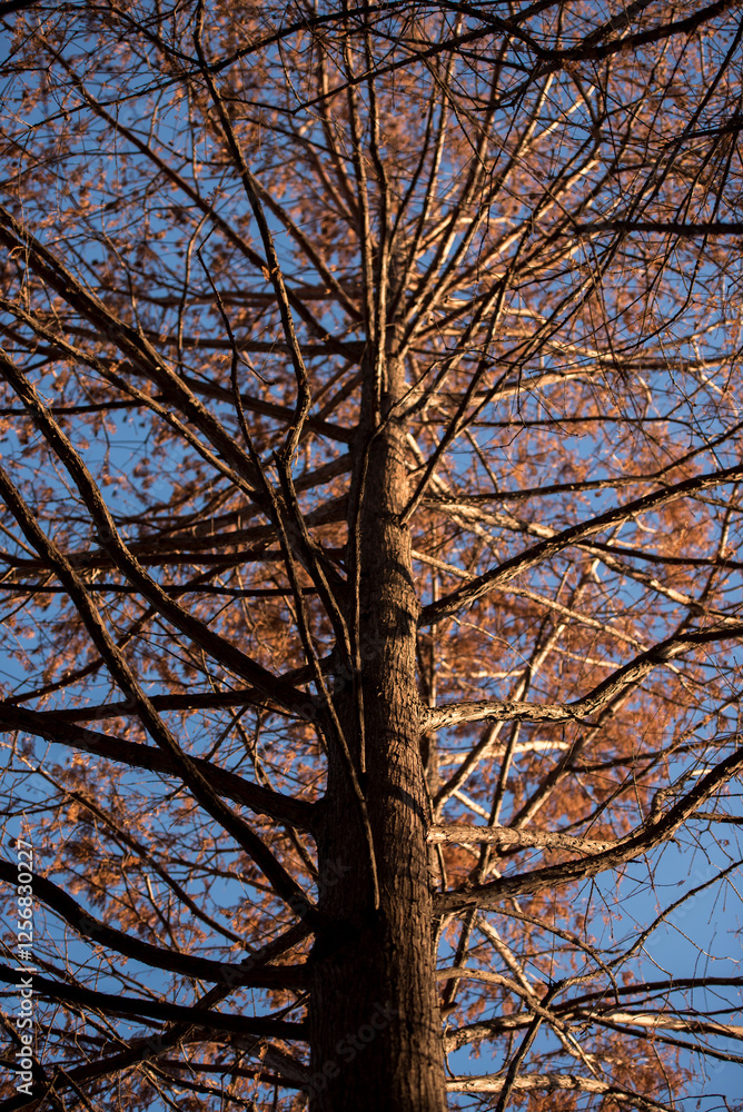 Obraz premium 나무와 빛, 그리고 그림자