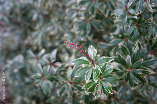 Obraz na płótnie Colorful winter bush with variegated green and white leaves, Pieris Japonica 'Li