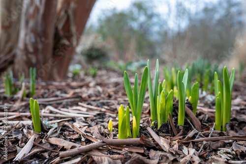 Early signs of spring in a winter garden, fresh green shoots of daffodil leaves beginning to emerge from the dirt and mulch, as a nature background
