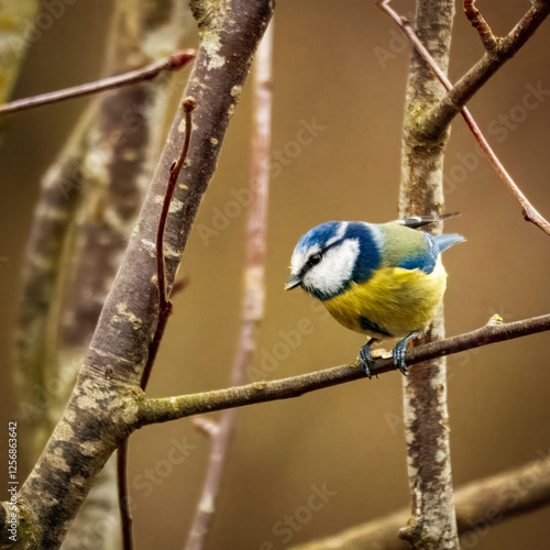 Blue Titis at Hauxley, Northumberland photo