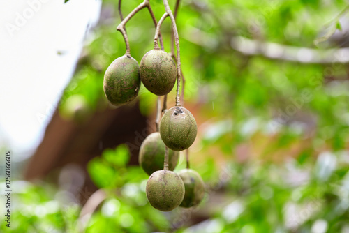 Close-up view of Jew’s plum on hanging tree branch photo