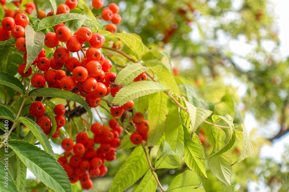 Obraz premium 赤い実を付けたナナカマドの木-Nanakamado tree with red berries-