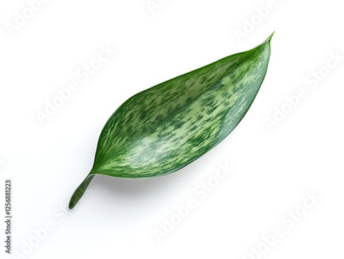 Green speckled leaf on white. Botanical study, simple background. Stock photo use