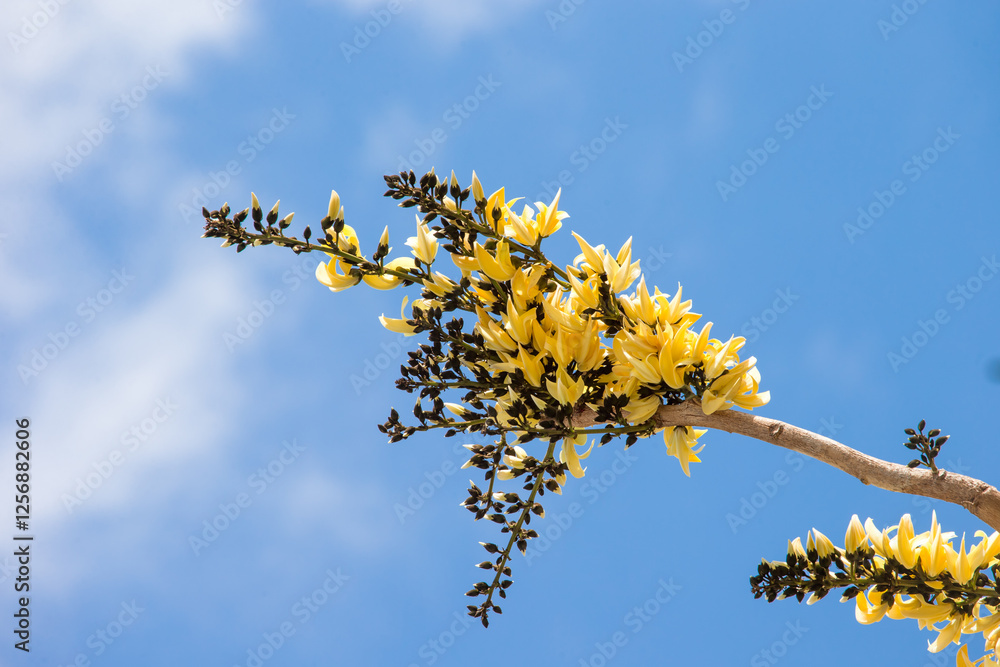 Butea monosperma is a species of Butea native to tropical and sub-tropical parts of the Indian Subcontinent and Southeast Asia Butea monosperma is a species of Butea native to tropical and sub-tropical parts of the Indian Subcontinent and Southeast Asia