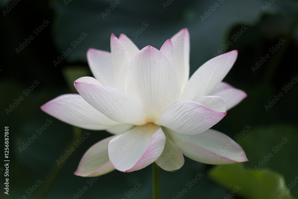 lotus lotus
