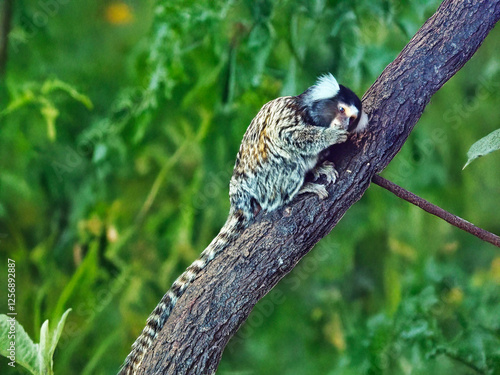 the marmoset is eating while on a tree photo