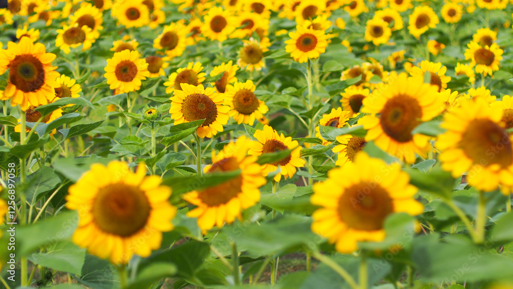 A vibrant expanse of sunflowers in full bloom, radiating warmth and energy, ideal for nature-themed designs or cheerful branding. A vibrant expanse of sunflowers in full bloom, radiating warmth and energy, ideal for nature-themed designs or cheerful branding.