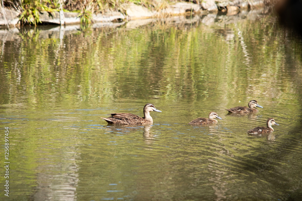 the Pacific black duck is swimming with her 3 ducklings the Pacific black duck is swimming with her 3 ducklings