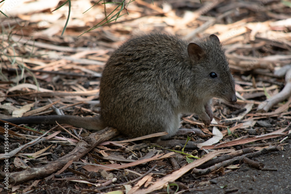 this is a close up of a long nosed potoroo this is a close up of a long nosed potoroo