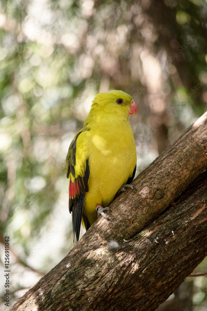 Naklejka premium this is a male regent parrot perched on a branch