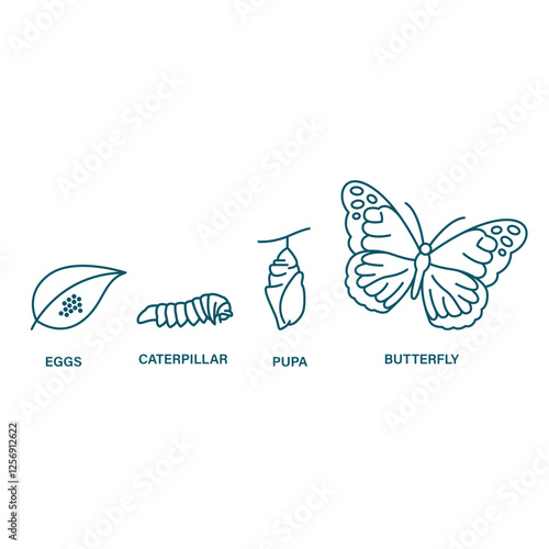 butterfly life cycle vector illustration clipart