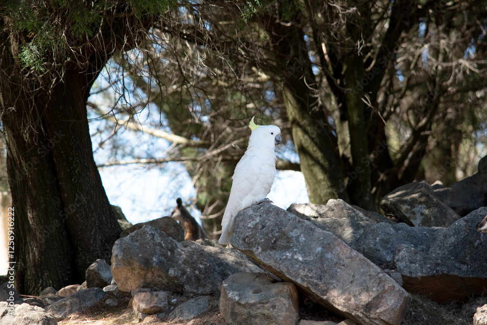 this is a side view of a sulphur crested cockatoo this is a side view of a sulphur crested cockatoo
